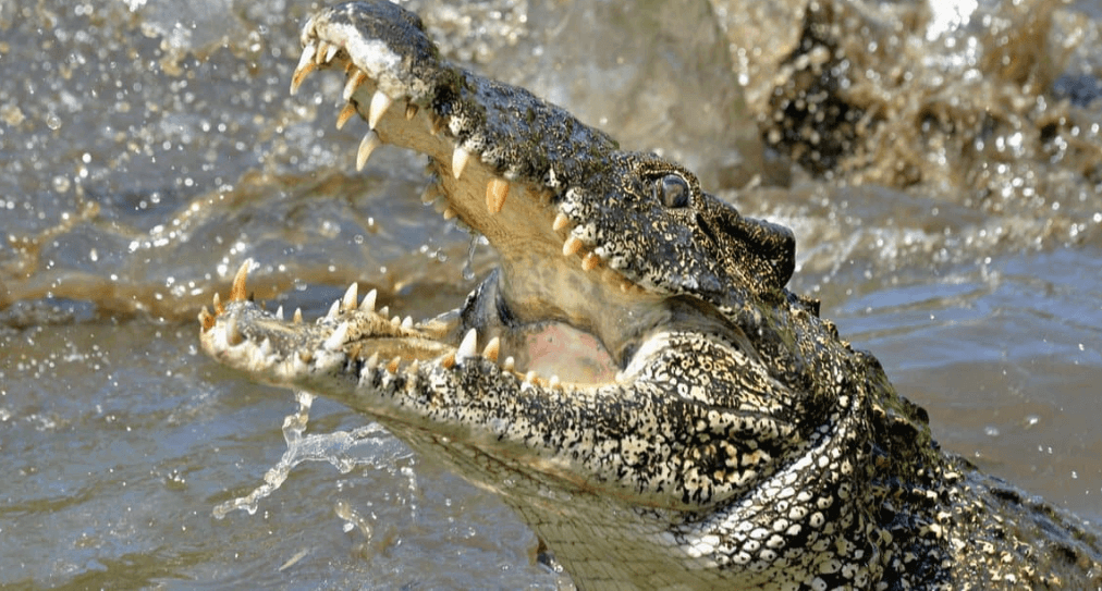 Taking Care of Your Crocodile's Teeth