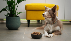 The Best Foods for Dogs