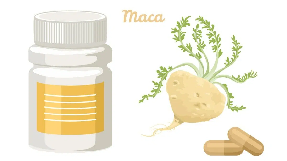 how long for maca root to work