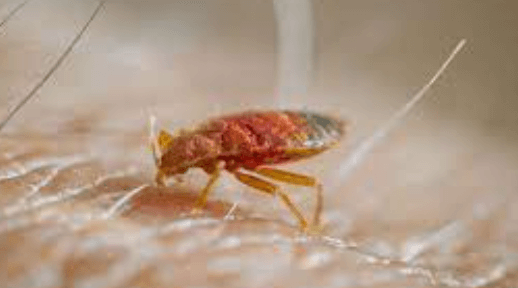 The Environmental Impact of Bed Bug Elimination Methods