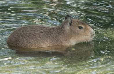 Baby:-5b45i71y_K= Capybara