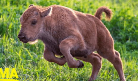 Baby:E1r7catpfqy= Bison