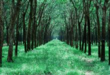 business expansion growth guide insight