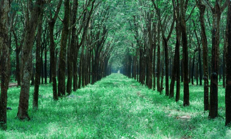 business expansion growth guide insight