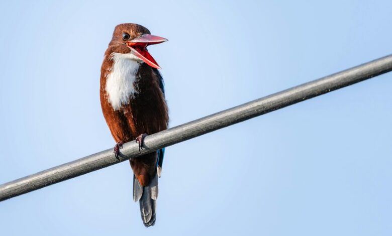 call behavior complaint summary