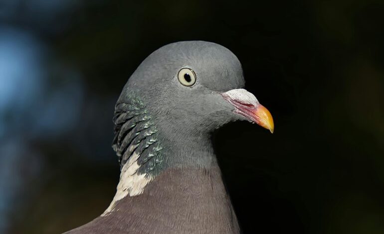 contact information overview guide